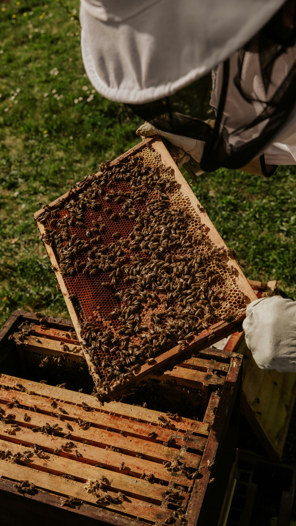 Local beekeeper experience